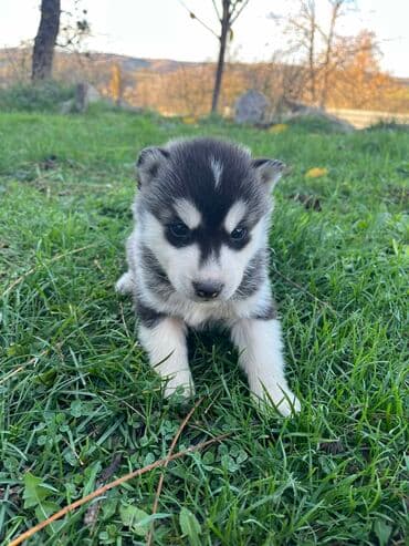 Ostale životinje: Sibirsky haski štenci - Leglo prelepih štenaca sibirskog haskija — 14