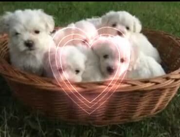 Psi: Preslatki belo-pahuljasti štenci maltezera, svilenkasta bela dlaka bez — 1