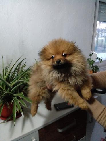 Psi: Na prodaju pomeranski spic stenci stari 3 meseca, vakcinisani i — 3