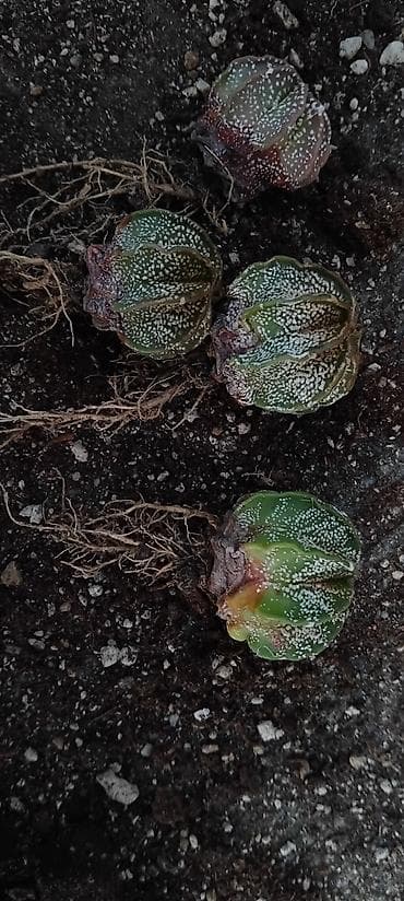 pepco sator za decu: Astrophytum asterias/mirostiigma tip – mlade biljke sa korenom - Rod — 4