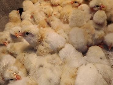 Ptice: Pilici – jednodnevni, Leghorn - Tip: živina, Beli leghorn (nosilje) — 1