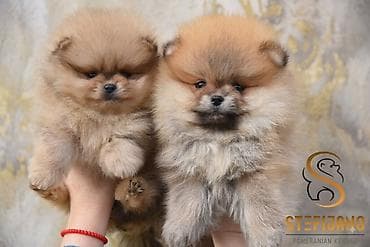 Pomeranac Boo. Čistokrvni,prelepi štenci pomeranca, vrhunskog porekla — 4