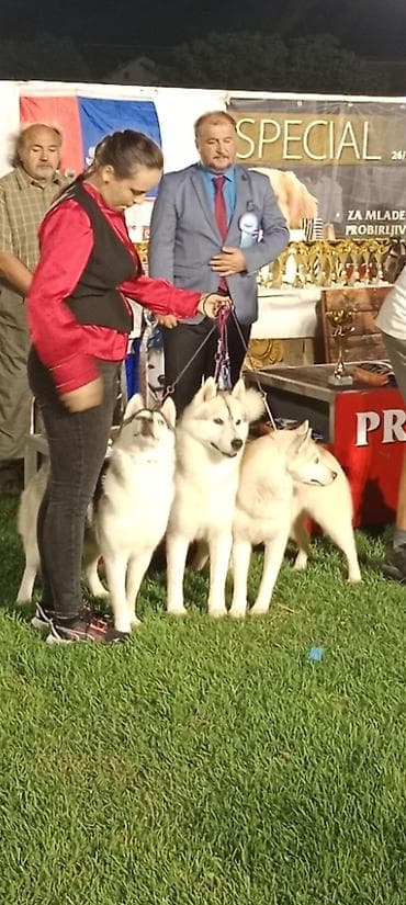 mali psi za stan cena: Sibirski haski. Ostenjeni 26.03.2026.Primili sve 3 vakcine. Stenci su — 9