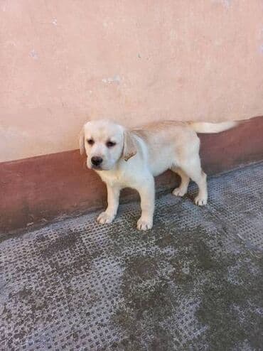 Životinje: Labrador štenci na prodaju u žutoj i crnoj boji, oba pola u ponudi — 5