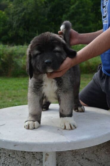 Životinje: Odgajivačnica "Joxateam kennel" prodaje štenad Kavkaskog ovcara od — 13