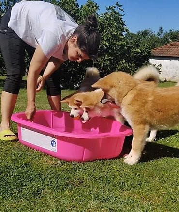 maltezer cena srbija: AKITA INU – VRHUNSKO FCI LEGLO | KUMA KAI KENNELS Odgajivačnica Kuma — 10
