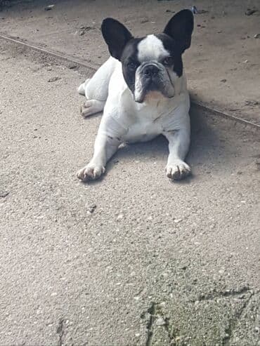 fen za pse: Mužjak francuskog buldoga dostupan za parenje. Dokazan u priplodu. Ima — 3