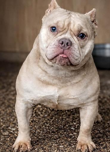 kavezi za pse cena: American Bully Ženka je stara 13 meseci, vrhunskog, izuzetnog porekla — 3