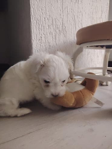 trazi se pas: Rasa: mali, bele dlake, pahuljast pas pratilac (tipičan za toy/mini — 2