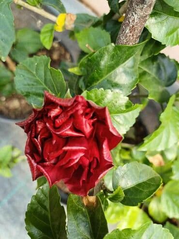 uradi sam boja za tekstil: Hibiskus vise boja po super ceni — 5