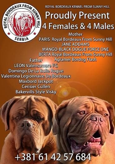 psi smederevska palanka: Prodaju se vrhunski stenci bordoške doge. U leglu su 4 mužjaka i 4 — 1