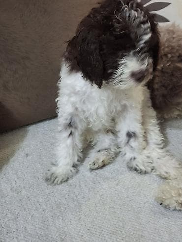 mali psi za stan: Štenci kovrdžavog, male veličine, bele i braon boje - — 4