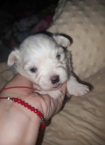oglasi psi: Malo belo štene – rase maltezer/pudl tip (toy veličina) - Starost — 2