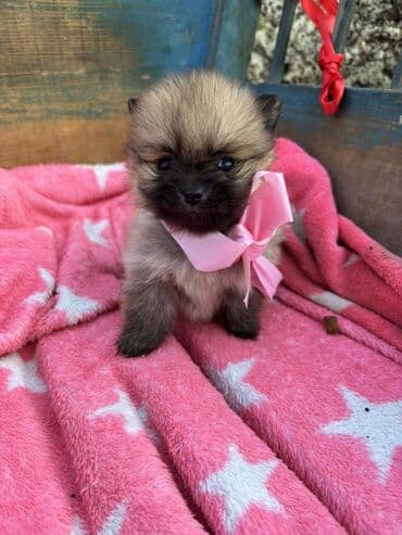 najlepsi crtezi za decu: Prelepi pomeranci– štenci mini tipa Iz nase odgajivacnice fci ! - — 1