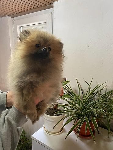 Psi: Na prodaju pomeranski spic stenci stari 3 meseca, vakcinisani i — 1