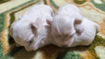 engleski buldog crni: Mali beli štenci – verovatno rase maltezer ili sličnog tipa — 1