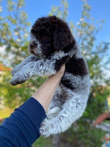 cockapoo psi: Lagoto Romanjolo štenci Dostupno novo leglo pasa rase LAGOTTO — 7