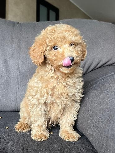 mini pudla cena: Muško i žensko štene toy pudle na prodaju. Lepe boje i dlake, sitnije — 5