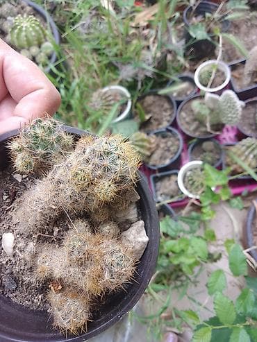 Kaktus – Mammillaria (žbunasti klaster) - Vrsta: sitni, bodljikavi
