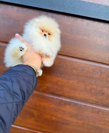 bison na prodaju: Najlepsi Pomeranci Boo samo u Pom_Hash_Starsu, bebe najkrace njuskice — 9
