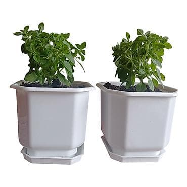 saksije forma ideale: Mini (sitnolisti) bosiljak u saksijama – mlade sadnice Za vašu — 1