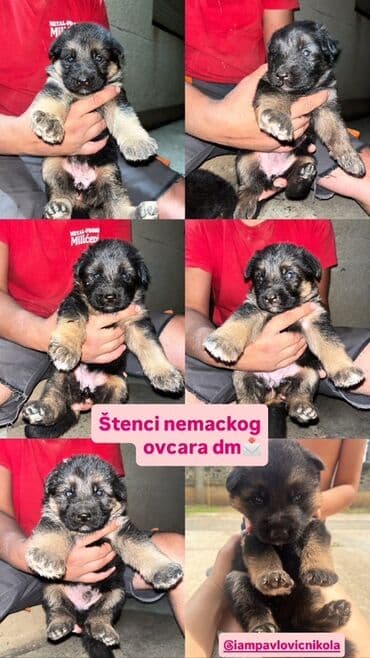 Psi: Štenci nemačkog ovcara.Karakteristične boje za rasu, sa crnim licem i