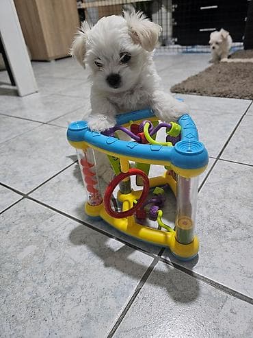 Psi: Na prodaju preslatki mini maltezeri.4 muzjaka i dve zenkice. Rodjeni — 4