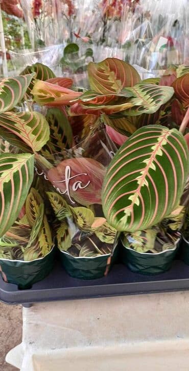 kucna dekoracija: Maranta — 1