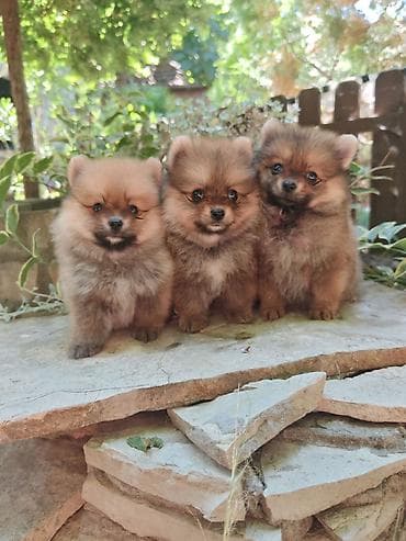 maltezer mali psi za stan na poklon: Feneklisani štenad malog/spic tipa (pomeranski/mini špic izgled) - — 1