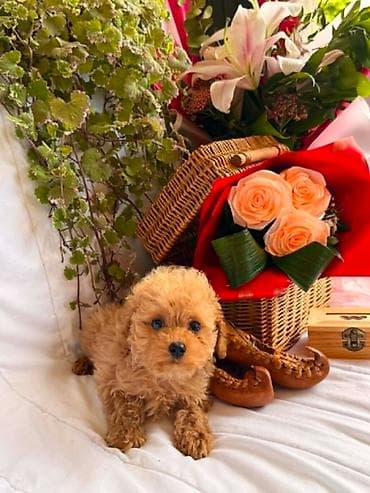 Pets & Animals: U ponudi prelepi štenci toy i patuljaste pudle,od negovanih i zdravih — 6