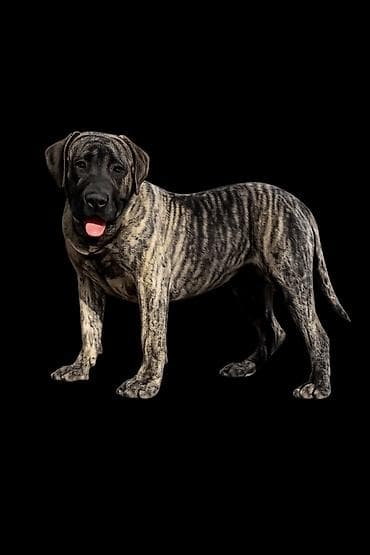 psi american bully: Kanaski pas 
Presa canari — 2