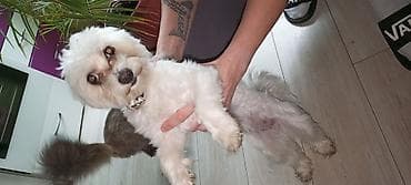 Mali pas rase tipa maltez (beli), teška 3 kg ne raste više ima god