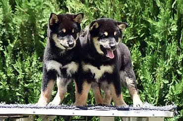 staford kuce: NEW "MINMIGORA' S" litter "Minmigora' s" Shiba Inu kennel present new — 2
