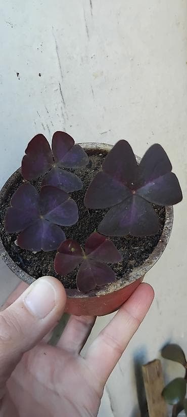 sintelon kula: Oxalis triangularis „Purple Shamrock” – ukrasna sobna biljka - Vrsta — 6