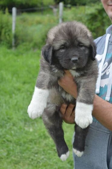 Životinje: Odgajivačnica "Joxateam kennel" prodaje štenad Kavkaskog ovcara od — 9
