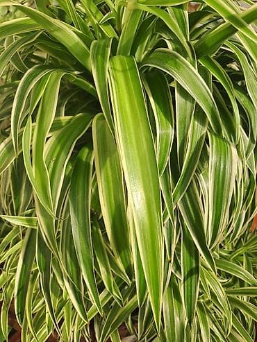 Chlorophytum, velika,raskosna biljka sa prve slike je 3000