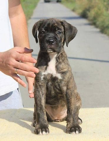 Cane Corso štenci dostupni za rezervaciju! U ponudi imamo tri na lalafo.rs Cane Corso štenci dostupni za rezervaciju! U ponudi imamo tri