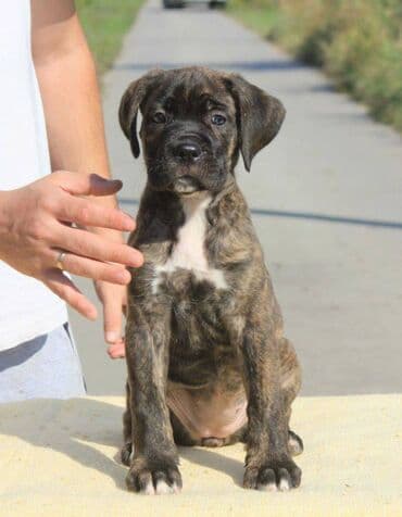 Psi: Cane Corso štenci dostupni za rezervaciju! U ponudi imamo tri — 1
