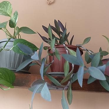 limun list: Sobne viseće biljke u saksijama - Zeleni potos (Epipremnum aureum) – — 4