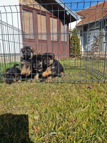 Životinje: Odgajivacnica Nemackih Ovcara Winner Line iz Kraljeva predstavlja — 13
