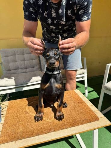 zlatni retriver odgajivacnica srbija: Doberman stenad. Ostenjeni su 28.06.2025. Spremni su za preuzimanje — 3