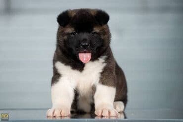 poklon psi: Američka Akita štenci Odgajivacnica TOP WINNER PUPPY sa ponosom — 4