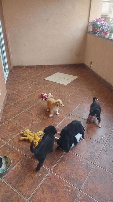 malinoa 5 meseci: Poklanjam 5 štenaca, stara 3 meseca, majka Border koli. Štanci se — 2