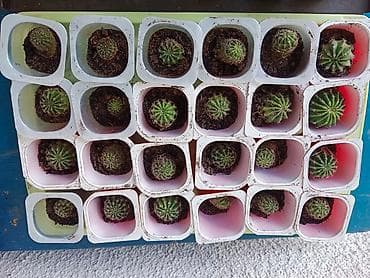 Kaktusi mali otporni cvetaju kad napune 7 godina bele boje ogroman