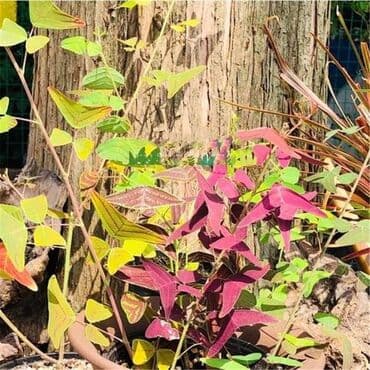 cena sadnice borovnice: Cena:650din/10 semenki — 3