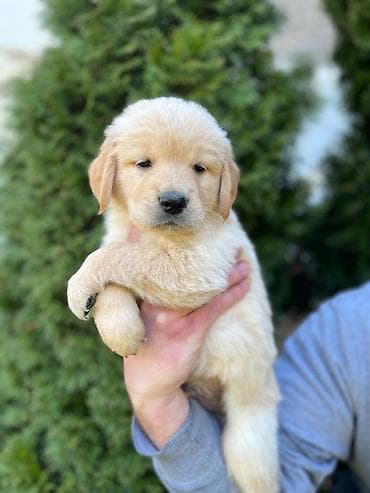 ljubimci na poklon: Na prodaju stenci Zlatnog retrivera ostenjeni 19.01.2026. Stenci su — 5