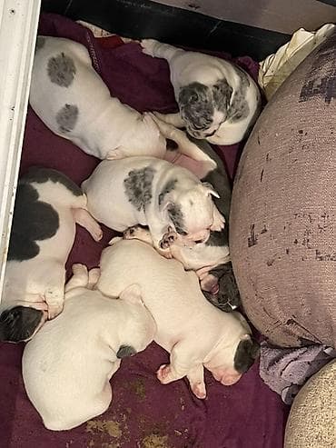 američki staford štene: Francuski buldog štenci – merle šara - Prelepi štenci francuskog — 4