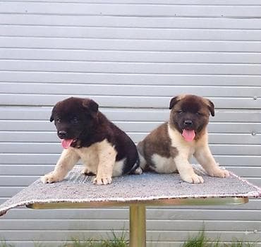 konji ulje na platnu: Američka Akita štenci Odgajivacnica TOP WINNER PUPPY sa ponosom — 9