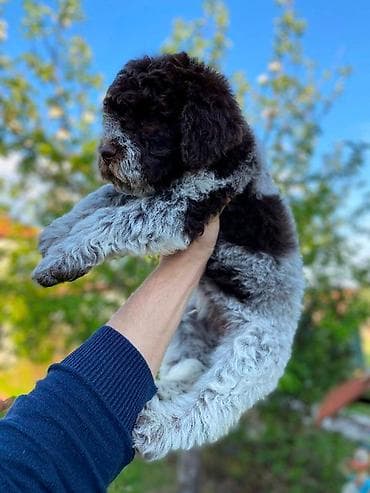 psi za lov: Lagoto Romanjolo štenci Dostupno novo leglo pasa rase LAGOTTO — 2