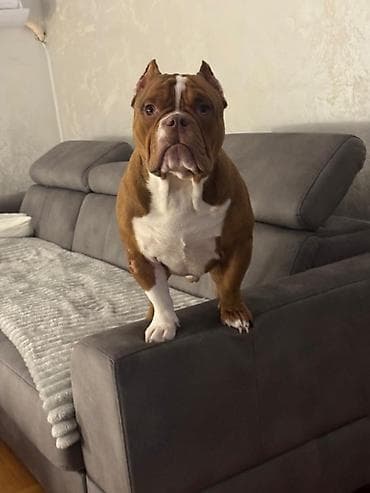 bernski planinski pas štene: Kapo muzjak Muzjak -American Bully Exotic Merle-spreman za parenje — 3
